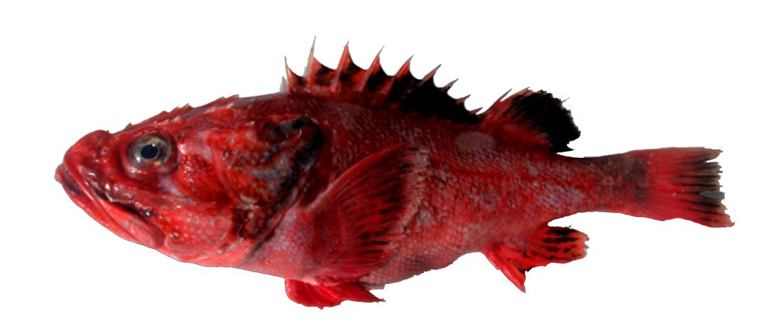 Trachyscorpia cristulata_02.jpg